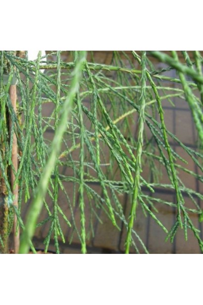 Кипарисовик Лавсона Дропінг Соло - луската хвоя